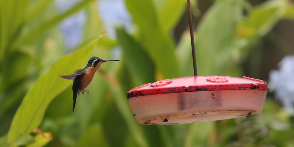 Purple-throated Mountaingem